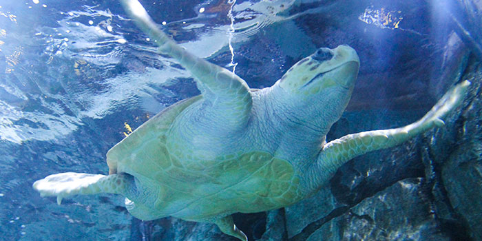 Sea turtle at Shedd Aquarium Chicago